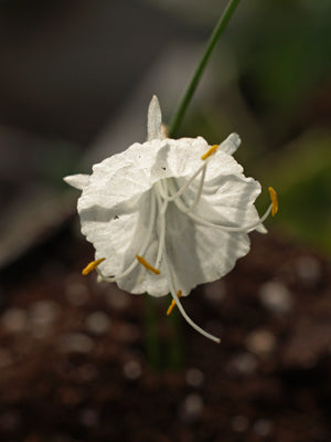 NARCISSUS ALBIDUS B&F MA-2