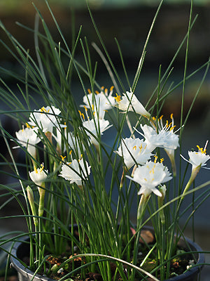 NARCISSUS ALBIDUS B&F MA-3