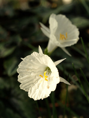 NARCISSUS ROMIEUXII subsp.ALBIDUS SF 110