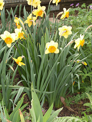 NARCISSUS 'AMBERGATE'