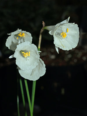 NARCISSUS CANTABRICUS subsp.CANTABRICUS var.FOLIOSUS