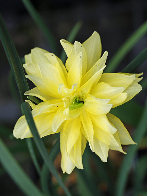 NARCISSUS 'EYSTETTENSIS'
