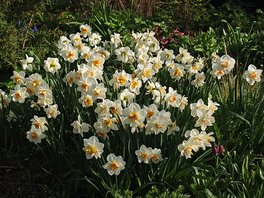 NARCISSUS 'FLOWER DRIFT'