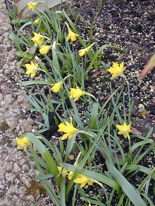 NARCISSUS MINOR