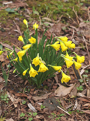 NARCISSUS ASTURIENSIS 'NAVARRE'