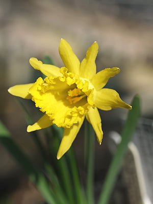 NARCISSUS PSEUDONARCISSUS 'THE O'MAHONEY'S VARIETY'