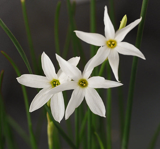 NARCISSUS OBSOLETUS