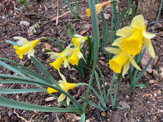 NARCISSUS PSEUDONARCISSUS subsp.PSEUDONARCISSUS