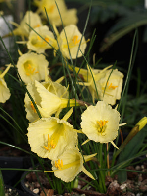 NARCISSUS BULBOCODIUM x ROMIEUXII