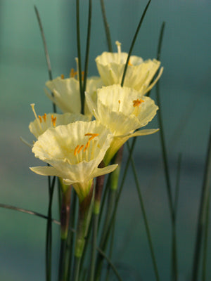 NARCISSUS ROMIEUXII subsp.ROMIEUXII var.RIFIANUS B 8929