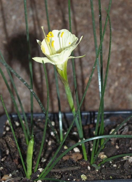 NARCISSUS ROMIEUXII subsp.ROMIEUXII var.RIFIANUS B 8927