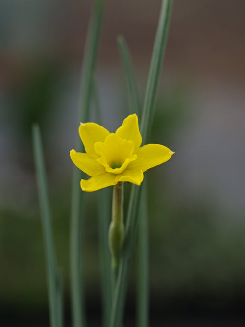 NARCISSUS RUPICOLA