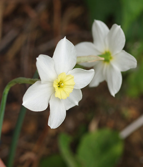 NARCISSUS 'SEGOVIA'