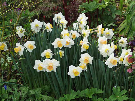 NARCISSUS SALOME
