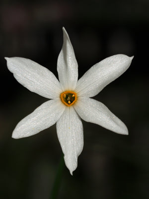 NARCISSUS SEROTINUS
