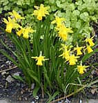 NARCISSUS 'TETE A TETE'