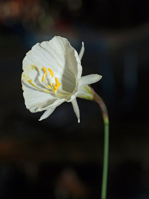 NARCISSUS 'TAFFETA'