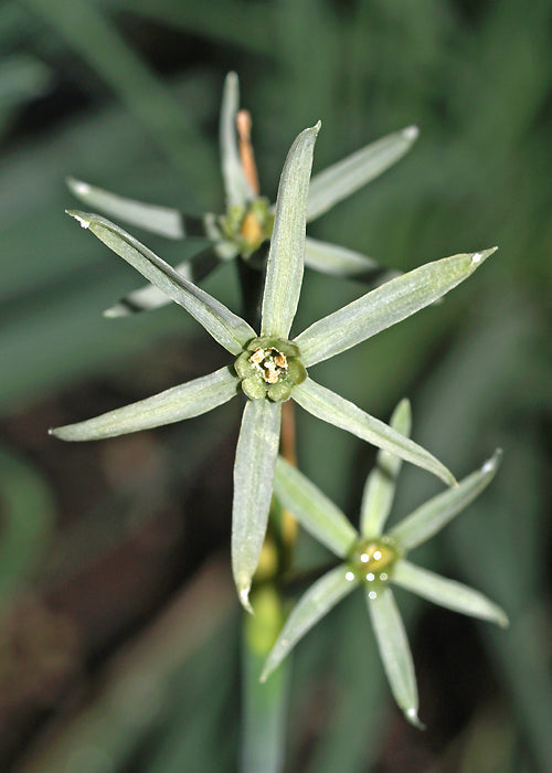 NARCISSUS VIRIDIFLORUS