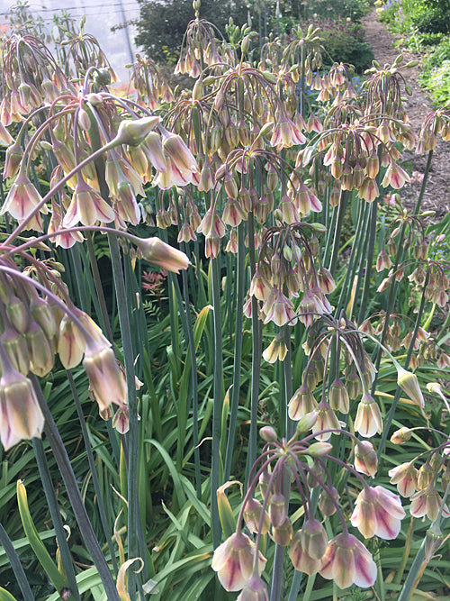 Allium siculum (formerly Nectaroscordum)