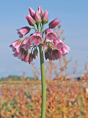 NECTAROSCORDUM TRIPEDALE