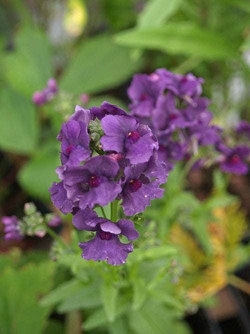 NEMESIA 'ELPH DARK BLUE'