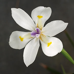 DIETES GRANDIFLORA