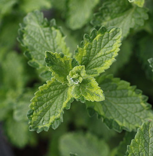 NEPETA 'SIX HILLS GOLD'