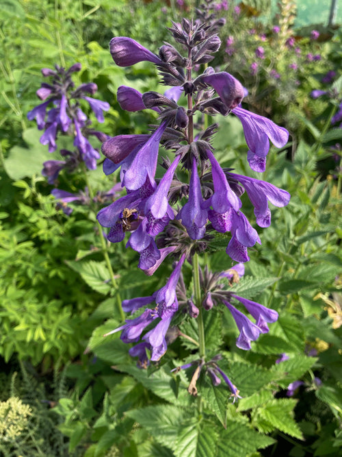 NEPETA 'BLUE DRAGON'