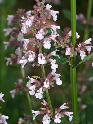 NEPETA 'DAWN TO DUSK'