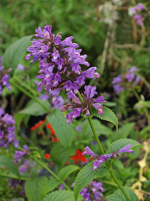 NEPETA KUBANICA