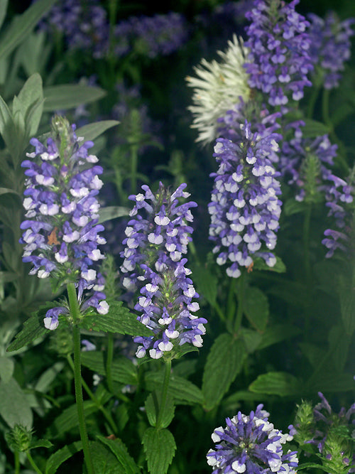 NEPETA NERVOSA 'BLUE MOON'