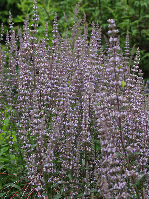 NEPETA NUDA