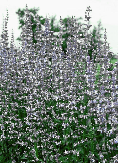 NEPETA 'PURPLE CAT'