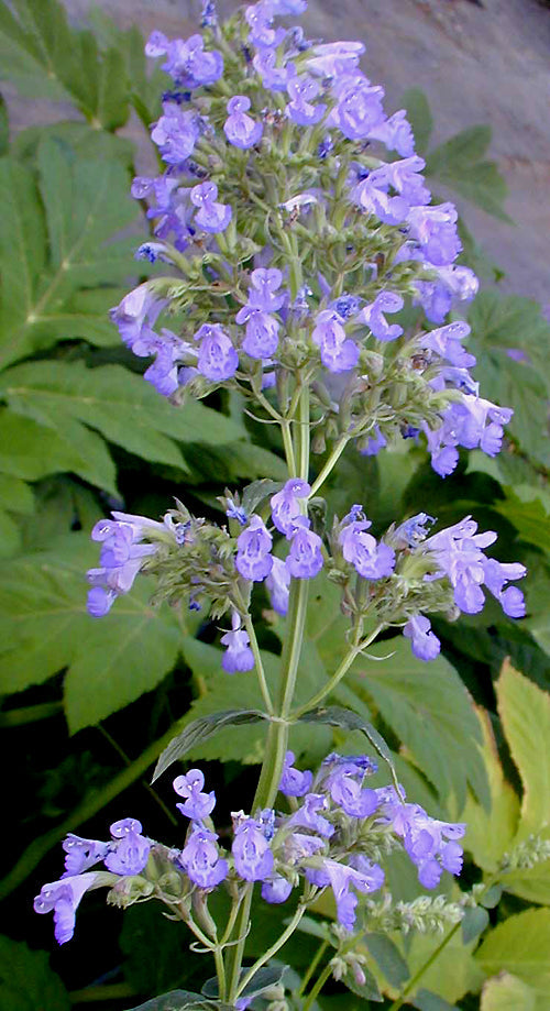 NEPETA PARNASSICA