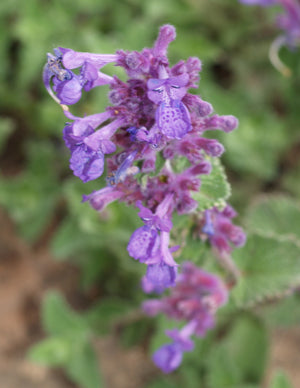 NEPETA RACEMOSA RCB AM-3