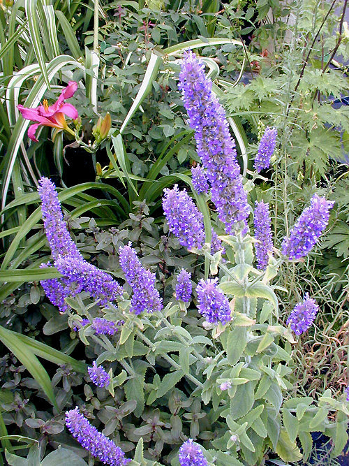 NEPETA TUBEROSA