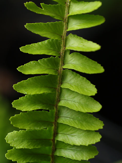 NEPHROLEPIS CORDIFOLIA