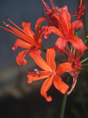 NERINE 'ANNA FLETCHER'