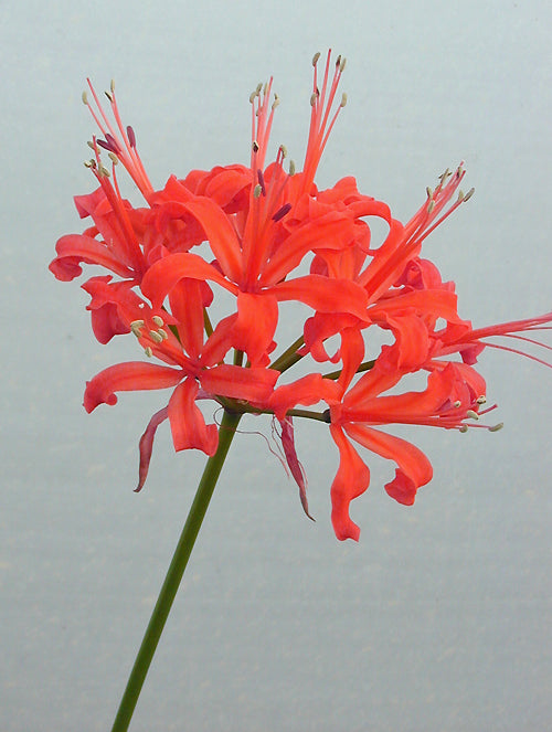 NERINE 'ARIES'