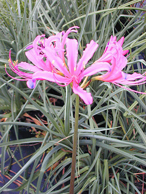 NERINE 'AURORA'