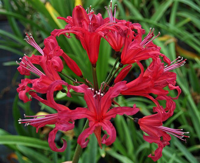 NERINE 'OBERON'
