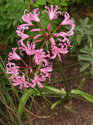 NERINE BOWDENII