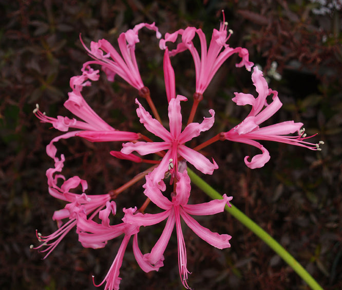 NERINE BOWDENII 'MARK FENWICK'