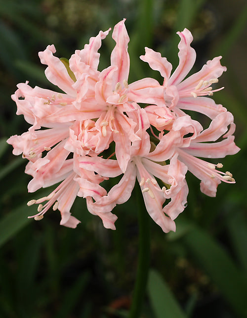 NERINE 'CANASTA'