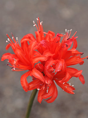 NERINE 'CORLETTE'