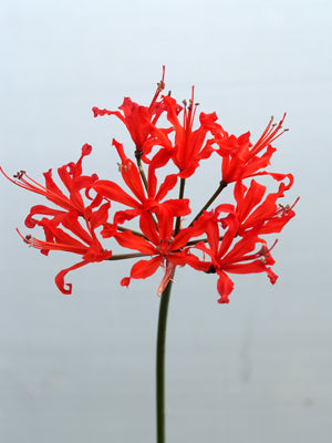 NERINE 'CATKIN'