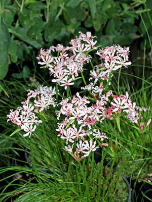 NERINE MASONIORUM