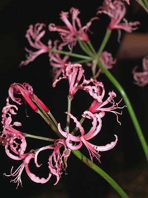 NERINE FILIFOLIA