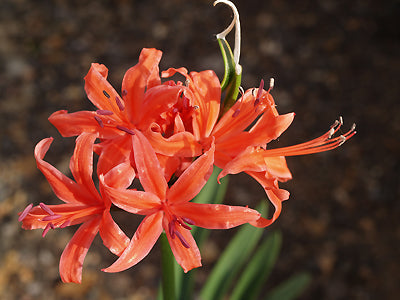 NERINE 'HERTHA BERG'