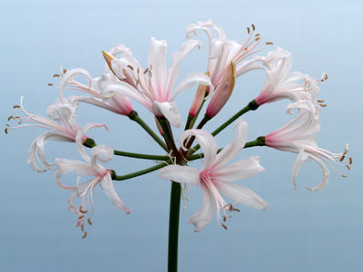 NERINE 'KASHMIR'